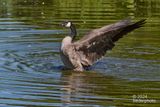 after bathing ritual... wing beating upbeat