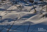 hibernating forest floor                                                                         