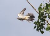 Koekoek - Common cuckoo - Cuculus canorus