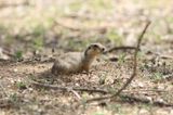 Gele grondeekhoorn - Yellow ground squirrel - Spermophilus fulvus