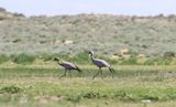 Jufferkraanvogel - demoiselle crane - Grus virgo