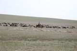 Cowboys of Kazachstan .