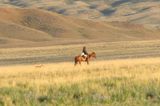 Cowboys of Kazachstan .