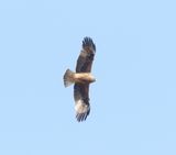 Dwergarend - Booted eagle - Hieraaetus pennatus