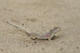 Tuvan paddenkop agama - Phrynocephalus versicolor
