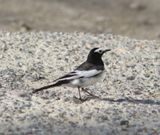 Witte Kwikstaart ssp personata - Motacilla alba ssp personata