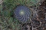 Ronde vetplant - Orostachys thyrsiflora 