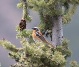 Eversmanns roodstaart - Eversmanns redstart - Phoenicurus erythronotus