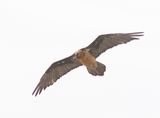 Lammergier - Bearded vulture - Gypaetus barbatus