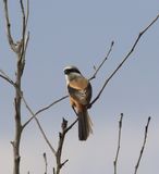 Langstaartklauwier - Long-tailed shrike - Lanius schach