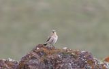 Izabeltapuit  - Isabelline wheatear - Oenanthe isabellina