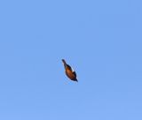 Witkruinroodstaart - Gldenstdts redstart - Phoenicurus erythrogastrus