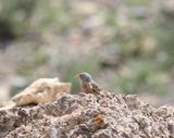 Steenortolaan - grey-necked bunting - Emberiza buchanani