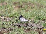 Witte Kwikstaart ssp personata - Motacilla alba ssp personata