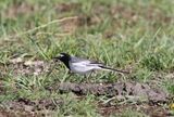 Witte Kwikstaart ssp personata - Motacilla alba ssp personata