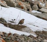 Himalayaheggenmus - Altai accentor - Prunella himalayana