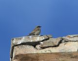 Bruine heggemus - Brown accentor - Prunella fulvescens
