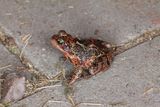 Rana temporaria - Bruine kikker