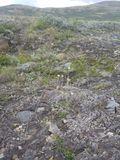 Rozenkransje - Mountain everlasting - Antennaria dioica