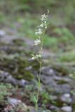 Nachtsilene - Silene nutans 