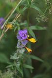 Paarse hengel groep - Melampyrum nemorosum agg.