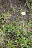 Parnassia - parnassia palustris 