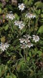 Wilde bertram - Achilea ptarica  