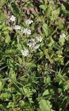 Wilde bertram - Achilea ptarica  