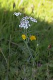 Wilde bertram - Achilea ptarica  