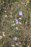 Wilde cichoreri - Cichorium intybus 