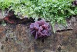 Paarse knoopzwam - Ascocoryne sarcoides 