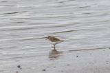 Temmincks strandloper - Temmincks stint - Calidris temminckii