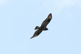 Ruigpootbuizerd - Rough-legged buzzard - Buteo Lagopus