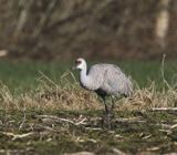 Canadese kraanvogel - Sandhill crane - Antigone canadensis 
