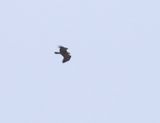 Bastaardarend - Aquila clanga / Schreeuwarend - Aquila pomarina