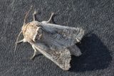Kotchevnik modestus 