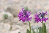 Primula turkestanica ( v )