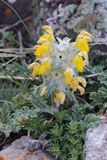 phlomoides speciosa (v)