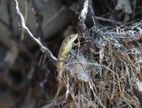 Runehagedis - Italian wall lizard - Podarcis siculus