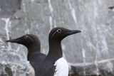 Zeekoet - Guillemot  -  Uria aalge
