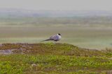 Kleinste jager - long-tailed jaeger  - Stercorarius longicaudus