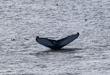 Bultrug - Humpback whale - Megaptera novaeangliae