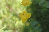 Trollius - Trollius europaeus