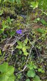 Vetblad -  Common butterwort - Pinguicula vulgaris