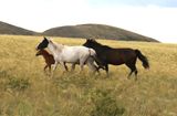 Steppes horses of Bugyly mountains