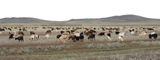 goats of Bugyly mountains