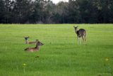 THREE DEER HANGING OUT IN THE PASTURE