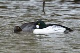 Goldeneye