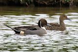 Pintail
