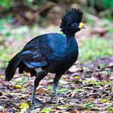 Great Curassow